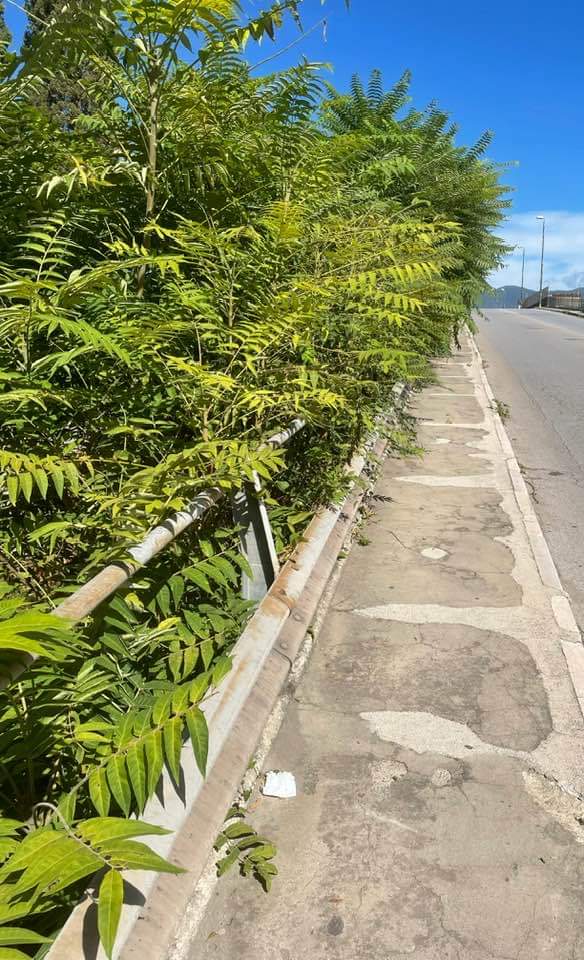 Le erbacce invadono via Giacomo Leopardi e Carlo Tramontano 