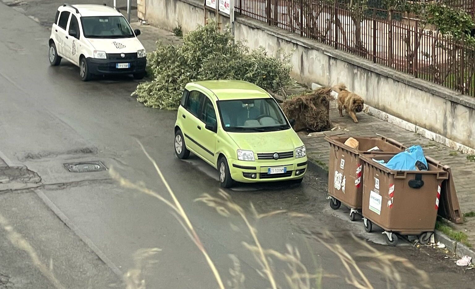 Pagani, albero divelto in via Trento: pericolo per i pedoni e disagi alla viabilità