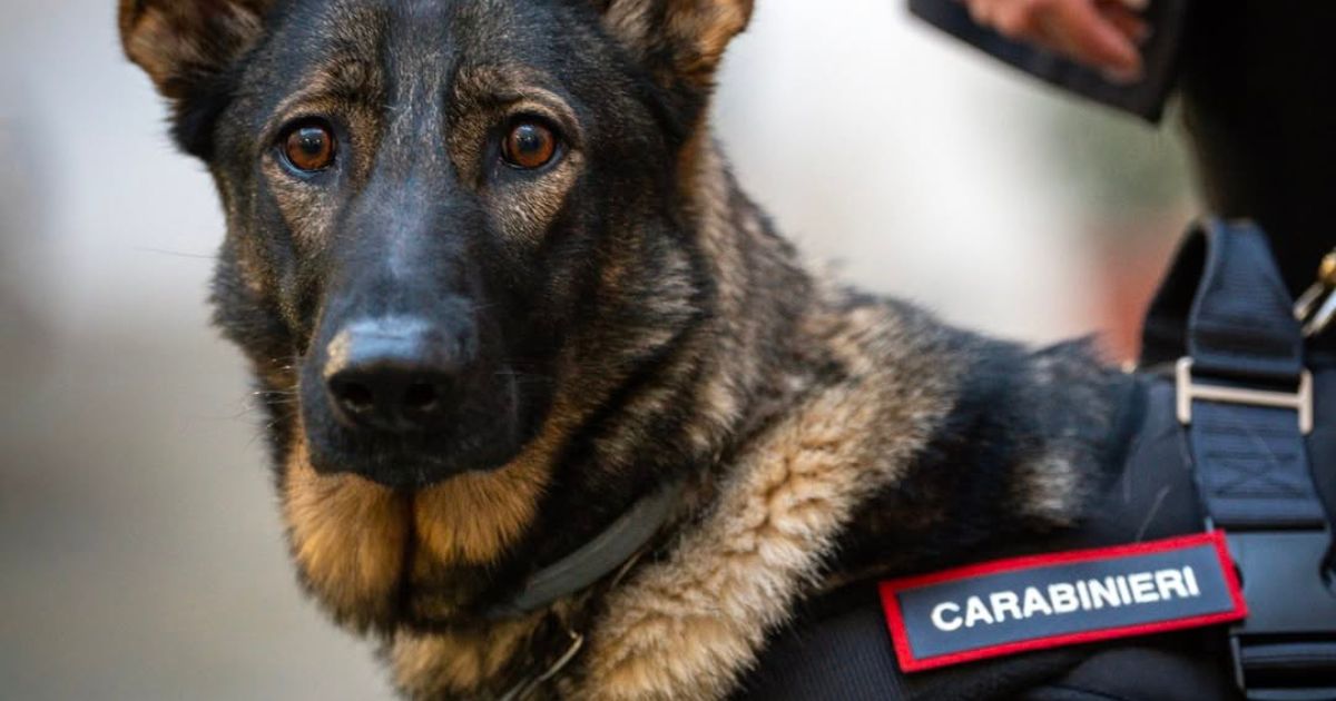 Castellammare, in atto operazione antidroga