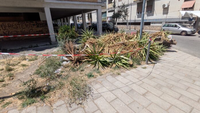 PXL_20250723_114312558