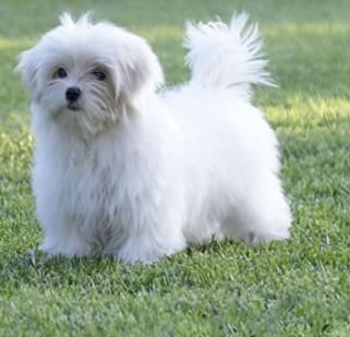 “Se vuoi rivedere il cane prepara 450 euro”