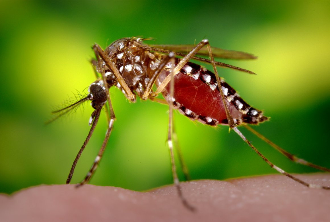 West Nile, la febbre che preoccupa gli italiani
