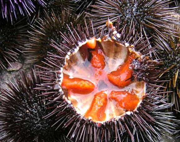 Procida, rischio botulino. Sequestrati e distrutti 19 barattoli di ricci di mare