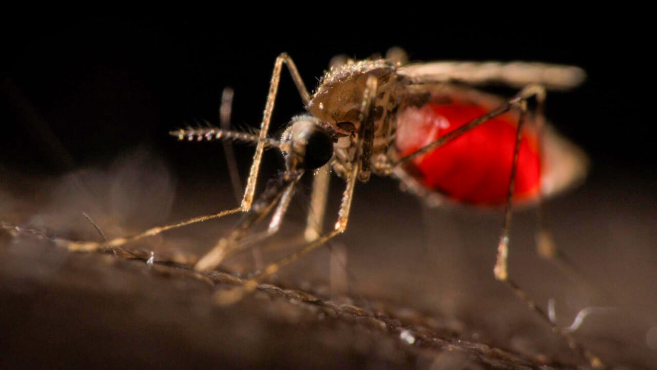 Zanzara killer, salgono a 11 le vittime in Italia