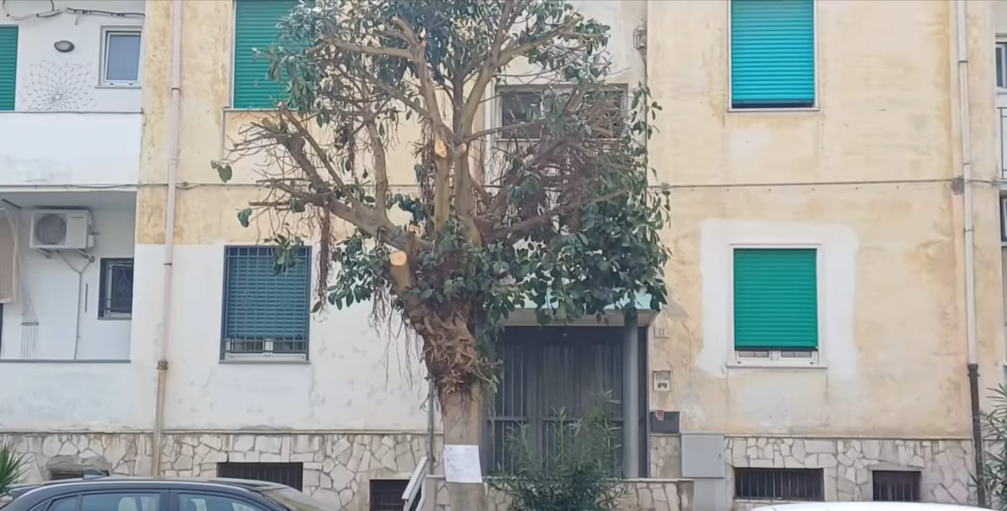 Manutenzione straordinaria del verde in via Mazzini: affidati i lavori per 5.490 euro