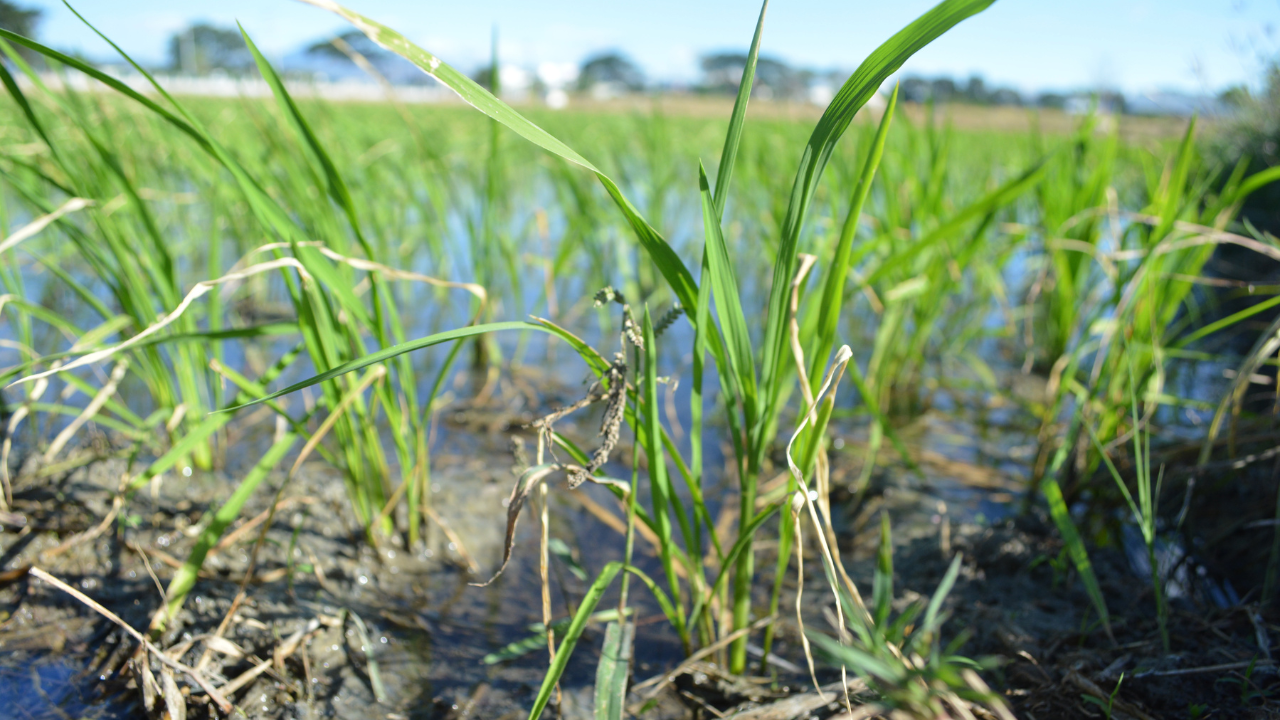 50 mila euro per “valorizzare” l’Agro Nocerino: sogno o routine burocratica?