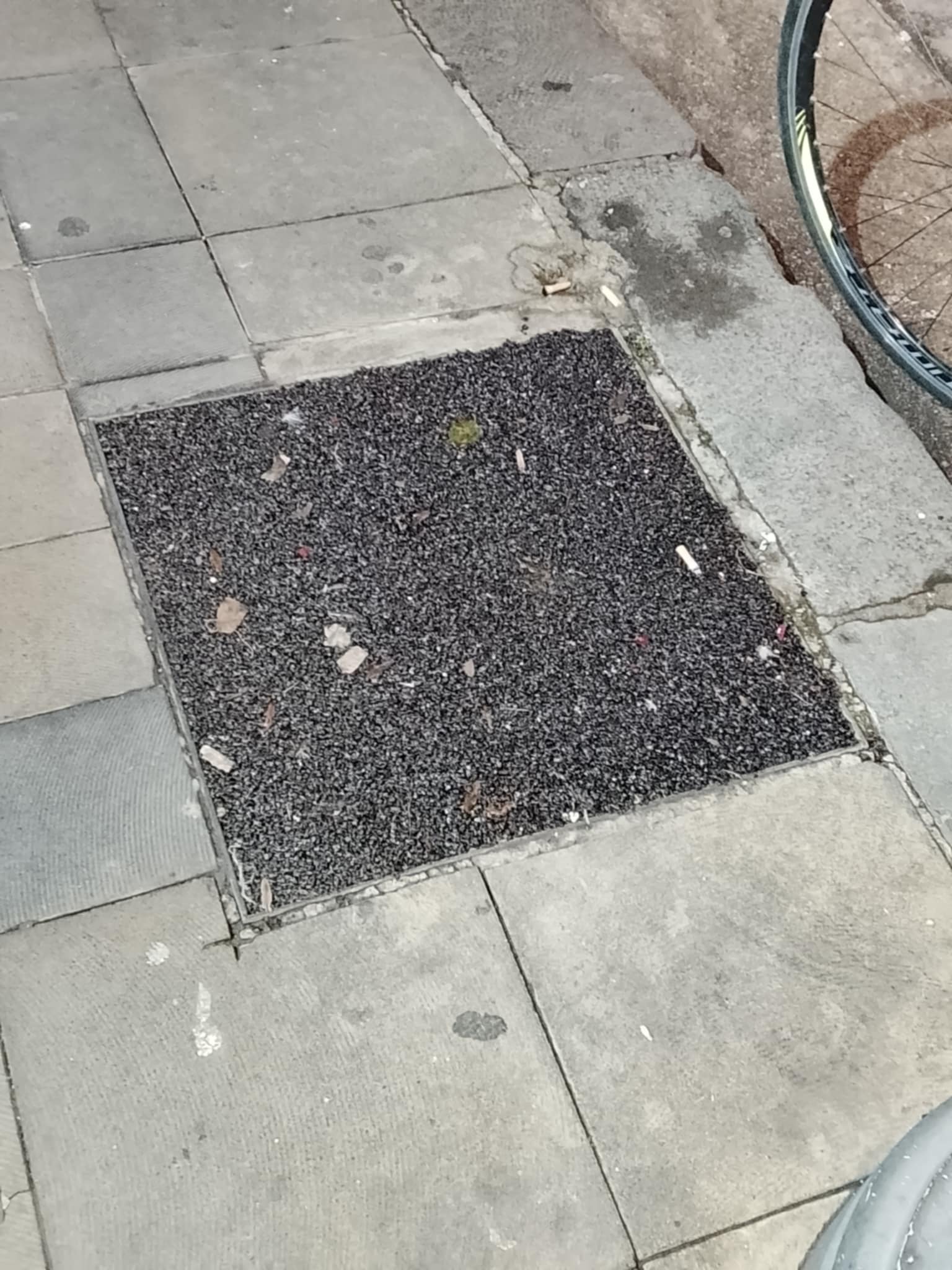 Via Cesarano, dalla caduta di una pianta all’ennesimo rattoppo d’asfalto. L’altro grande assente: il verde pubblico