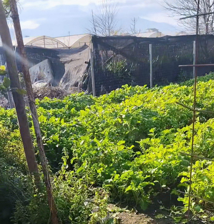 Screenshot_20251230-130955