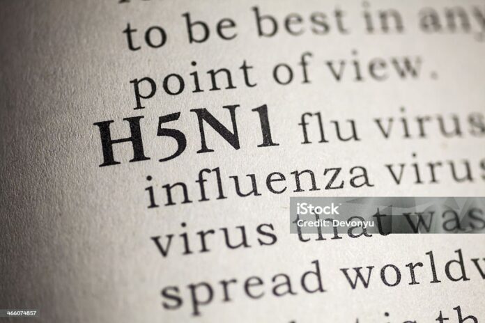 Influenza aviaria, la storia del virus che ritorna sempre